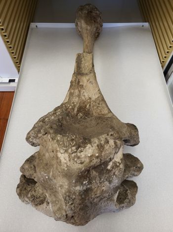 Media type: image;   Vertebrate Paleontology VPM-16704 Description: Photograph of the oblique view of the vertebrae of MCZ VPM-16704 Elephas sp,aspect;